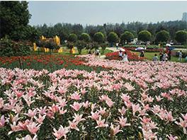 北京蟒山天池景花海種植120畝